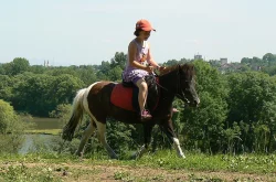 Shetlandský pony